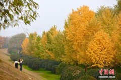 陕西西安：银杏林由绿转黄吸引市民游玩